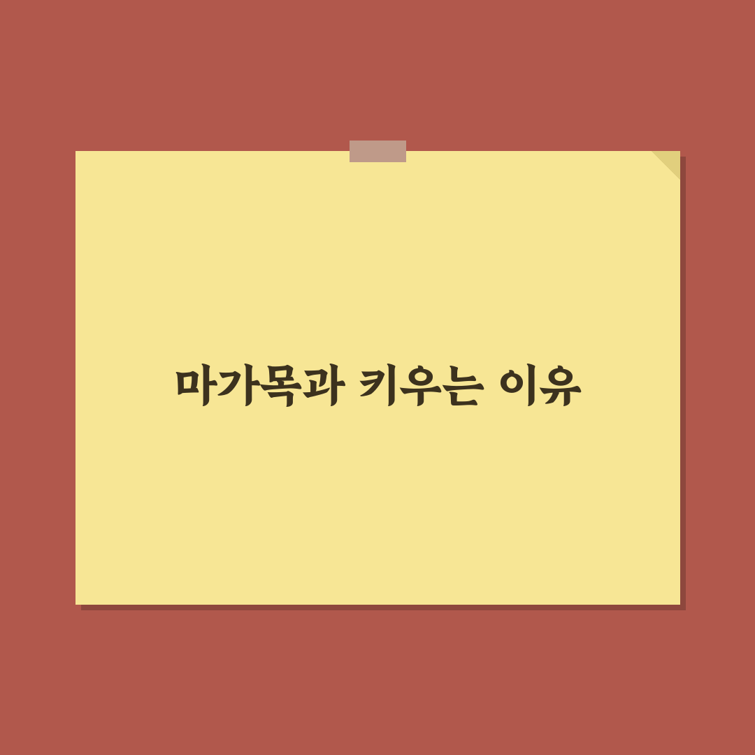 마가목 묘목 키우기 꿀팁과 관리 방법 정리